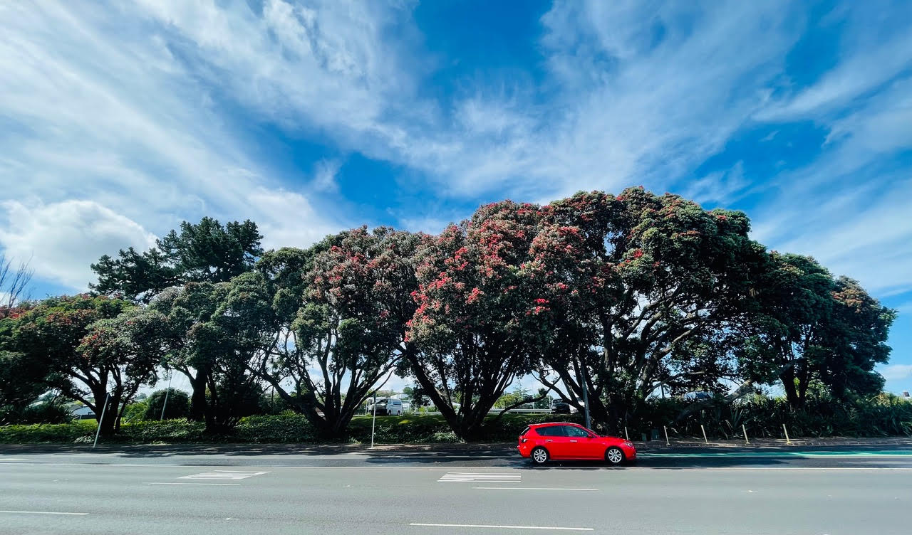 pohutakawa trees in bloom by a road