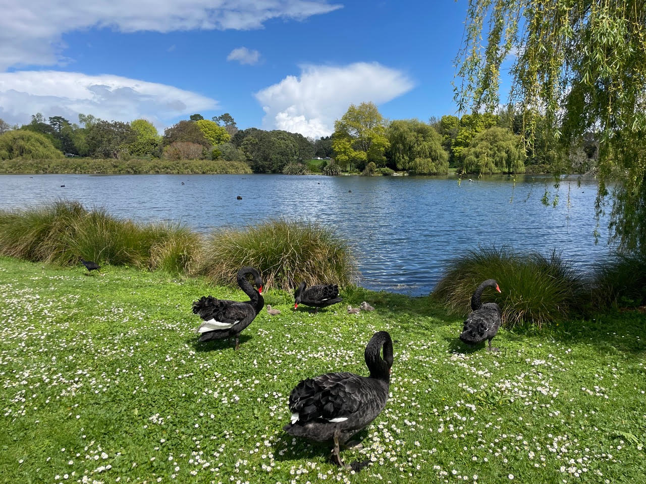 Sassy swans in Western Springs Park